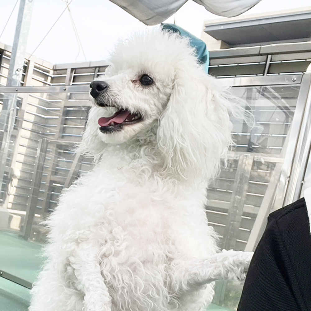 生徒が撮影したモデル犬たち♪①